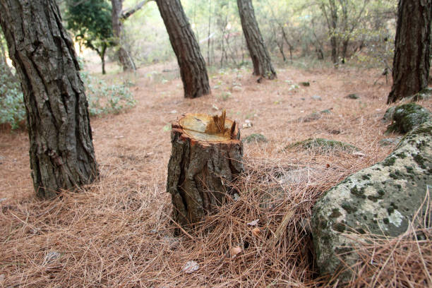 Harper, TX Tree Removal Services Company